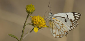 deception valley butterfly