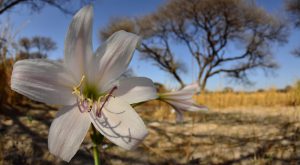 deception valley amaryllis