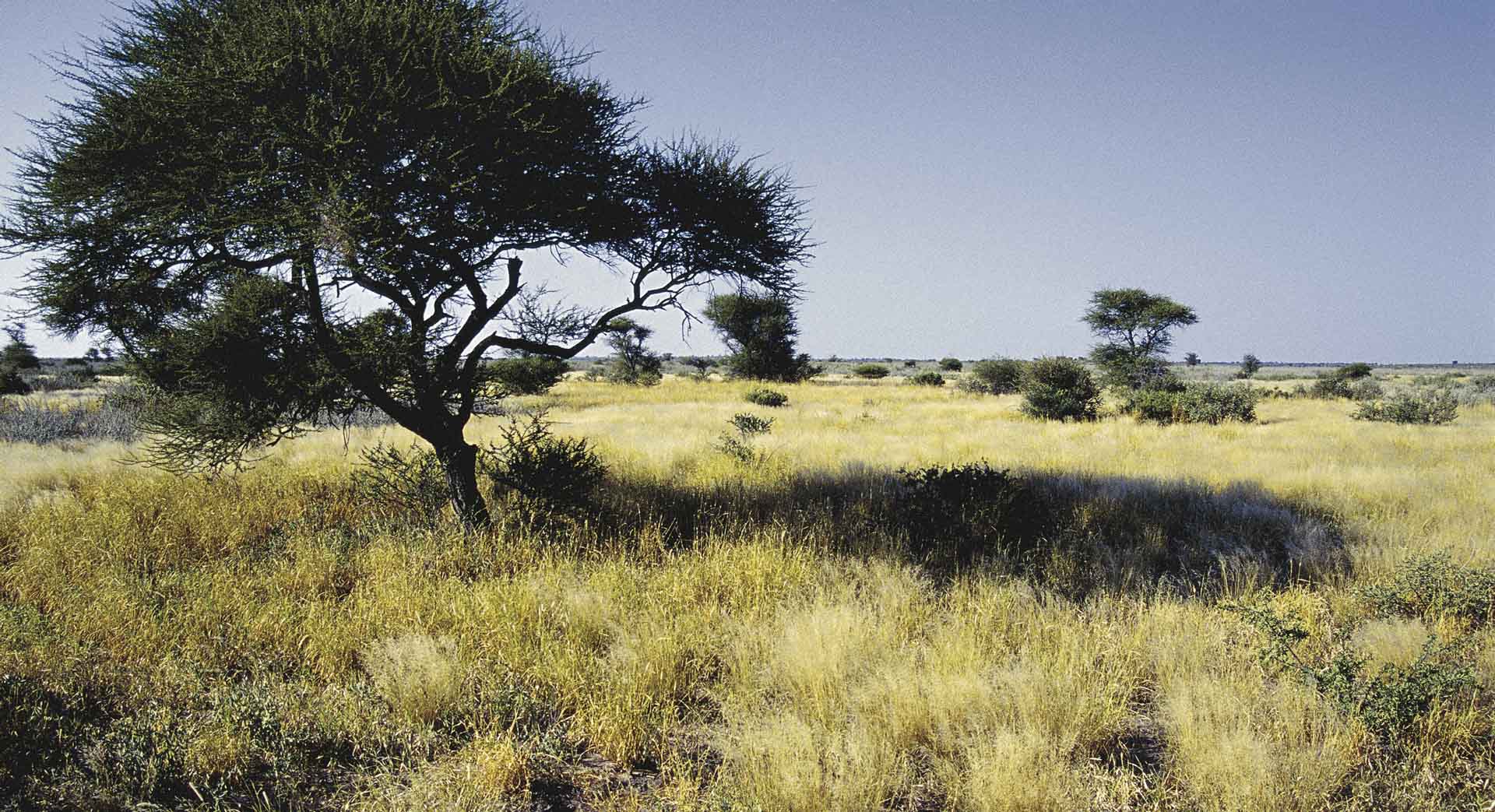 Deception Valley - A magical place in the vast Kalahari