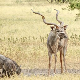 kudu met zwijn