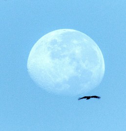 moon bird